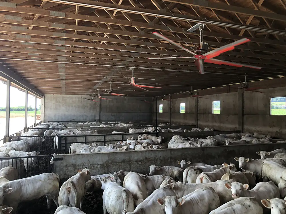 Impianto di ventilazione per bovini da carne